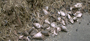 Rohmaterialien Fischreste