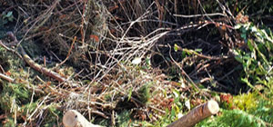 Rohmaterial Grünschnitt